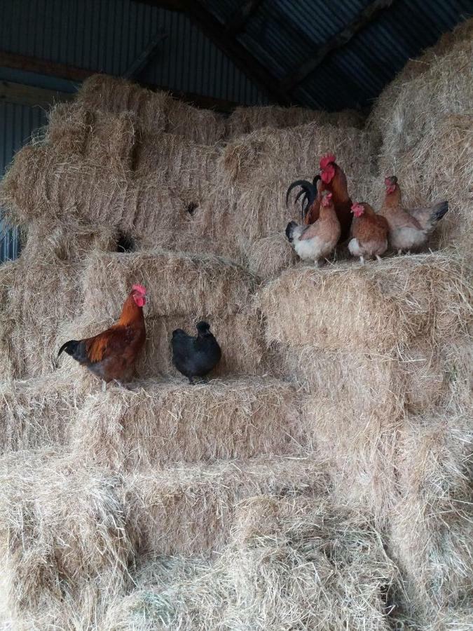 Conwy Pen Cefn Farm Holiday Abergele Εξωτερικό φωτογραφία