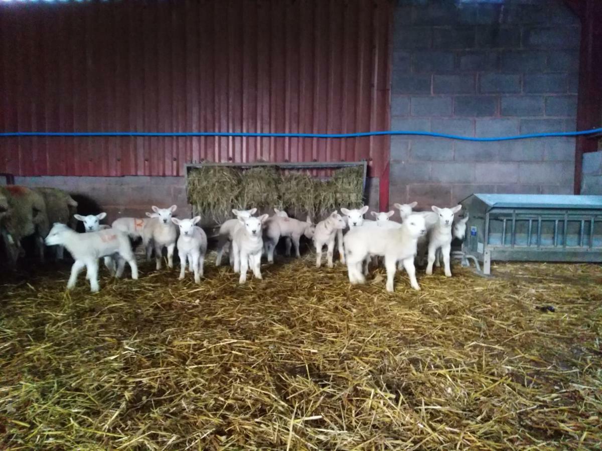 Conwy Pen Cefn Farm Holiday Abergele Εξωτερικό φωτογραφία