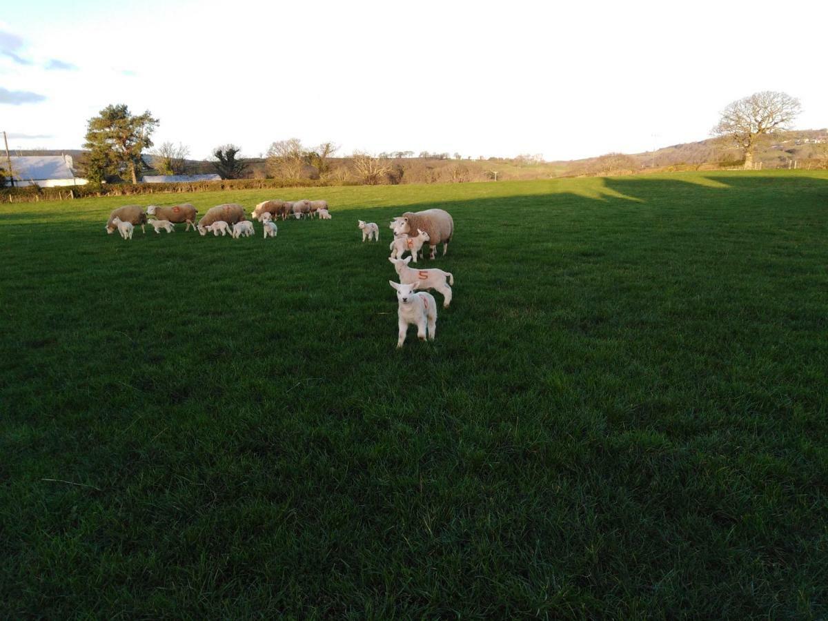 Conwy Pen Cefn Farm Holiday Abergele Εξωτερικό φωτογραφία